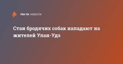 Стаи бродячих собак нападают на жителей Улан-Удэ - ren.tv - Улан-Удэ - респ.Бурятия - Улан-Удэ