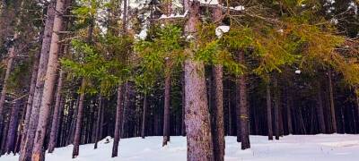 В Петрозаводске планируют вырубить несколько гектаров городских лесов под кластер зимних видов спорта - stolicaonego.ru - Петрозаводск - республика Карелия