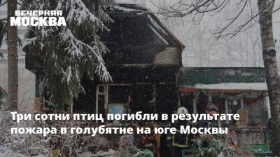 Три сотни птиц погибли в результате пожара в голубятне на юге Москвы - vm.ru - Москва