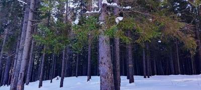 Заблудившийся в зимнем лесу жителей Карелии попросил спасателей найти его - stolicaonego.ru - район Сортавальский - республика Карелия