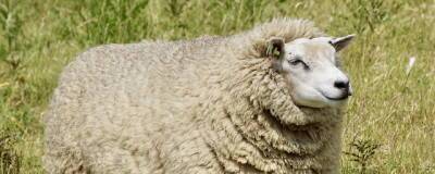 Александр Сафонов - Ирландские ученые предложили изготавливать удобрения из овечьей шерсти - runews24.ru - Ирландия - Дублин