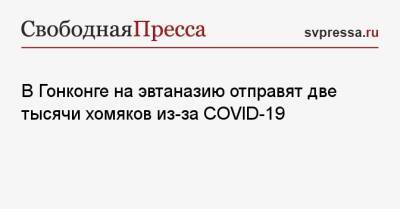 В Гонконге на эвтаназию отправят две тысячи хомяков из-за COVID-19 - svpressa.ru - Россия - Китай - Гонконг - Гонконг