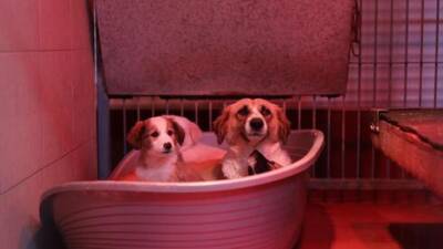 Собакам в приюте Ашкелона устроили теплые кроватки - vesty.co.il - Израиль - Ашкелон