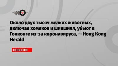 Около двух тысяч мелких животных, включая хомяков и шиншилл, убьют в Гонконге из-за коронавируса, — Hong Kong Herald - echo.msk.ru - США - Гонконг - Гонконг