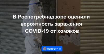 В Роспотребнадзоре оценили вероятность заражения COVID-19 от хомяков - news.mail.ru - Китай - Гонконг - Гонконг