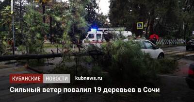 Сильный ветер повалил 19 деревьев в Сочи - kubnews.ru - Сочи - Краснодарский край - Минеральные Воды - Магнитогорск - Сочи