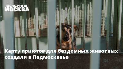 Карту приютов для бездомных животных создали в Подмосковье - vm.ru - Москва - Московская обл.