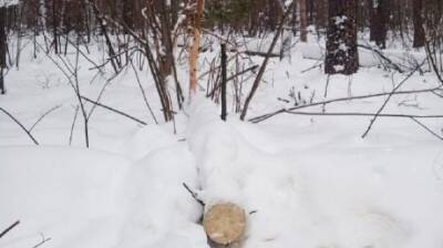 Вывоз из леса поваленных ветром сосен расценили как хищение - penzainform.ru