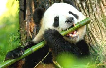Исследование показало, как панды набирают вес на бамбуковой диете - charter97.org - Китай - Белоруссия - Танзания