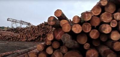 Мораторий на экспорт леса нужно сохранить, чтобы не потерять деревообрабатывающую промышленность – эксперт - politeka.net - Украина