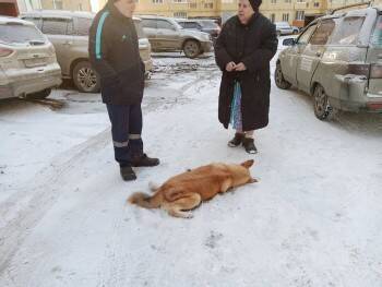 Догхантер решил зачистить Вологду от собак? Несколько дворняг погибли от отравления - vologda-poisk.ru - Вологда