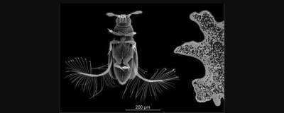 Ученые из России, Германии и Японии описали механизм быстрого полета микронасекомых - runews24.ru - Россия - Германия - Япония - Вьетнам