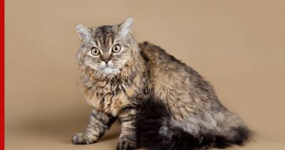 Рексы: породы кошек с вьющейся шерстью - profile.ru - США
