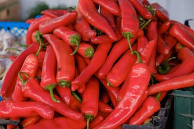 Ученые назвали продукт, ускоряющий обмен веществ - volg.mk.ru - Турция