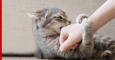 Почему кошки кусают хозяев: причины и что с этим делать - profile.ru