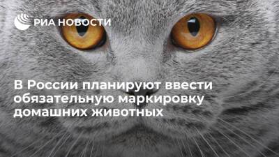 Владимир Бурматов - Дмитрий Патрушев - Депутат Госдумы Бурматов: домашних питомцев включат в законопроект о маркировке животных - ria.ru - Москва - Россия