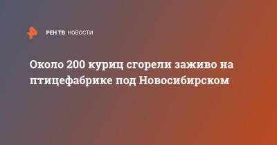 Около 200 куриц сгорели заживо на птицефабрике под Новосибирском - ren.tv - Новосибирск - Новосибирская обл. - Пермский край