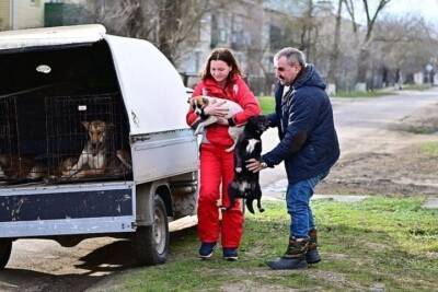 Андрей Соколов - В Буденновском округе Ставрополья возобновили отлов бездомных собак - kavkaz.mk.ru - Ставрополье - Буденновск