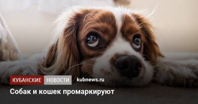 Владимир Бурматов - Собак и кошек промаркируют - kubnews.ru - Россия