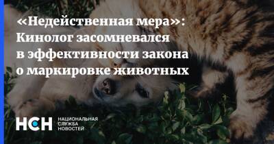 «Недейственная мера»: Кинолог засомневался в эффективности закона о маркировке животных - nsn.fm - Россия