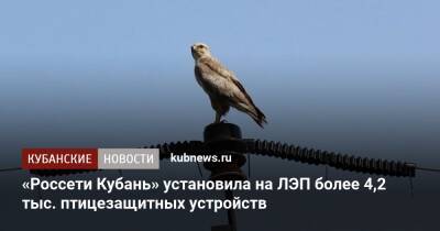«Россети Кубань» установила на ЛЭП более 4,2 тыс. птицезащитных устройств - kubnews.ru - Краснодарский край - респ. Адыгея
