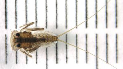 Ученые открыли первых в мире разрушающих скалы пресноводных насекомых - iz.ru - Россия - Израиль - Архангельск - Бирма