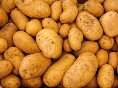 Ряд отечественных сортов картофеля оказался устойчив к опасному вредителю - polit.ru - Россия
