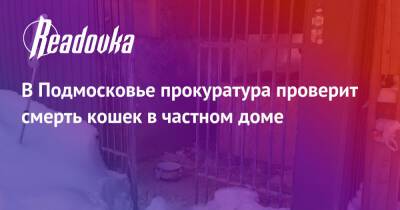 В Подмосковье прокуратура проверит смерть кошек в частном доме - readovka.news - Московская обл.