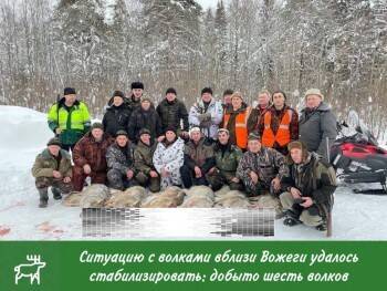 Охотники спасли Вожегу от голодных волков - vologda-poisk.ru - Вологда