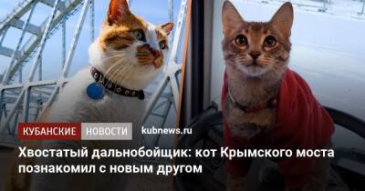 Хвостатый дальнобойщик: кот Крымского моста познакомил с новым другом - kubnews.ru - Россия - Краснодарский край - Новороссийск