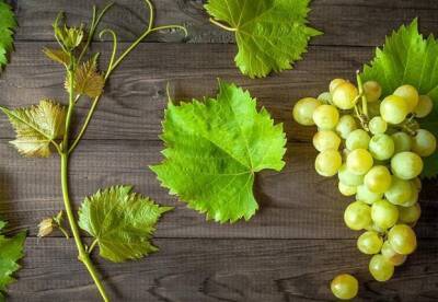 Названы полезные свойства винограда - facenews.ua - Украина - Германия - Ирландия - Виноград