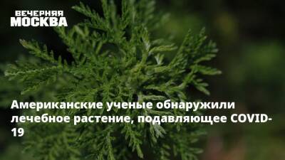 Американские ученые обнаружили лечебное растение, подавляющее COVID-19 - vm.ru - Москва - США