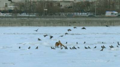 Павел Глазков - Любующуюся красотами Петербурга пару лис заметили на замерзшей Неве - 5-tv.ru - Санкт-Петербург