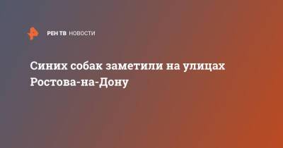 Синих собак заметили на улицах Ростова-на-Дону - ren.tv - Россия - Дзержинск - Нижегородская обл. - Ростов-На-Дону - Ростов-На-Дону