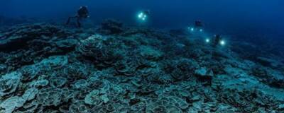 У берегов Таити глубоко в Тихом океане обнаружен огромный коралловый риф - runews24.ru - Тонга