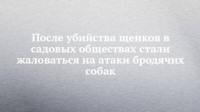 После убийства щенков в садовых обществах стали жаловаться на атаки бродячих собак - chelny-izvest.ru - Набережные Челны