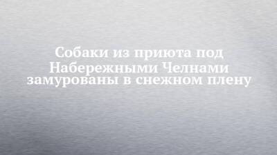 Собаки из приюта под Набережными Челнами замурованы в снежном плену - chelny-izvest.ru - Набережные Челны