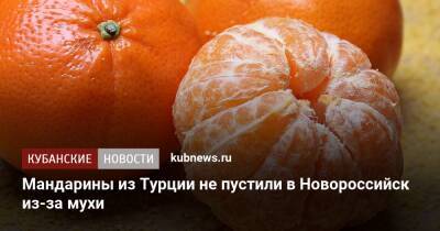 Мандарины из Турции не пустили в Новороссийск из-за мухи - kubnews.ru - Россия - Краснодарский край - Турция - Новороссийск - Новороссийск - Россельхознадзор