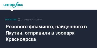 Розового фламинго, найденного в Якутии, отправили в зоопарк Красноярска - interfax.ru - Москва - Россия - Красноярск - респ. Саха - Красноярск