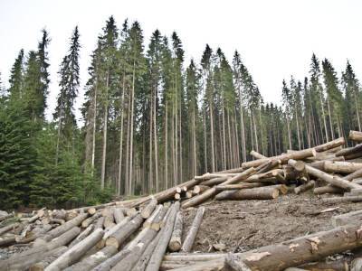 Петр Порошенко - Тарас Качка - Украине нужно сохранить мораторий на экспорт леса и усилить поддержку деревообрабатывающей отрасли – эксперт - gordonua.com - Украина - Запрет