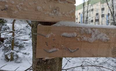 Рабочие в Петрозаводске вколотили гвозди в живые деревья - gubdaily.ru - Петрозаводск