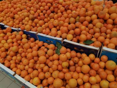 Михаил Гинзбург - Названы «чудо-продукты» для профилактики болезней почек зимой - rosbalt.ru - Россия