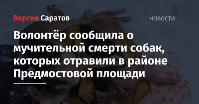 Волонтёр сообщила о мучительной смерти собак, которых отравили в районе Предмостовой площади - nversia.ru - Саратов