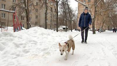 Собака из Волоколамска сама добралась в Москву и нашла новый дом - tvc.ru - Москва - Волоколамск