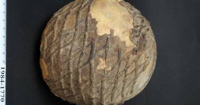 Ученые раскрыли секрет 9000-летнего черепа, украшенного асфальтом (фото) - focus.ua - Украина - Израиль