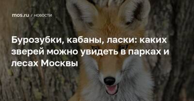 Бурозубки, кабаны, ласки: каких зверей можно увидеть в парках и лесах Москвы - mos.ru - Москва