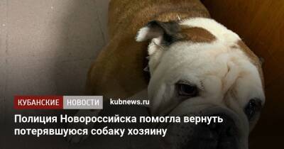 Полиция Новороссийска помогла вернуть потерявшуюся собаку хозяину - kubnews.ru - Краснодарский край - р-н Приморский - Новороссийск - Новороссийск