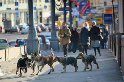 Зоозащитники нашли в Тольятти квартиру со стаей из 120 собак - govoritmoskva.ru - Россия - Тольятти