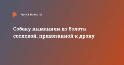 Собаку выманили из болота сосиской, привязанной к дрону - ren.tv - Англия