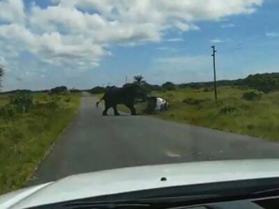 В Африке слон перевернул автомобиль с туристами - unn.com.ua - Украина - Киев - New York - Юар